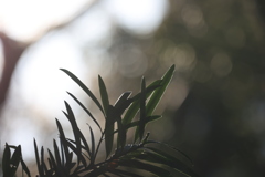 DOレンズの弱点