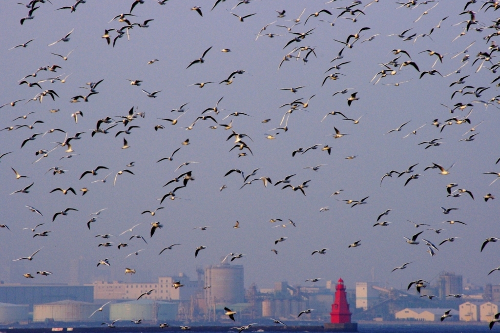 横浜港のカモメの群れ