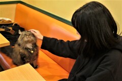 ニャンコのなで方その２