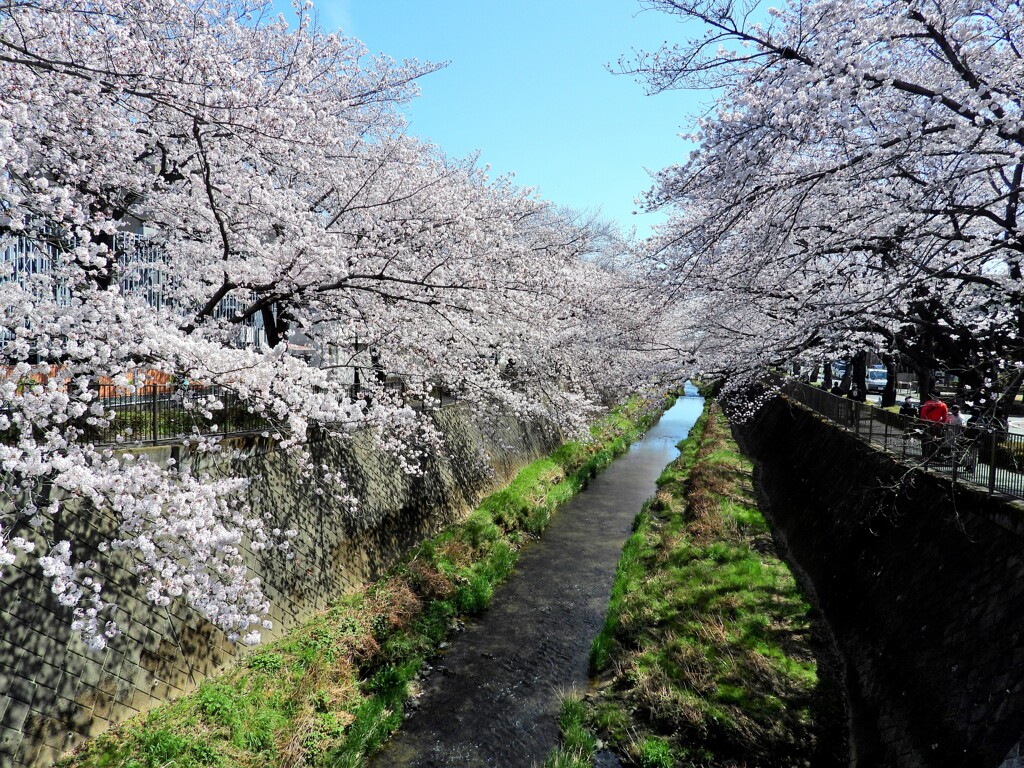三沢川さくら通り