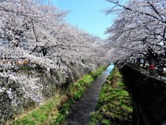 三沢川さくら通り