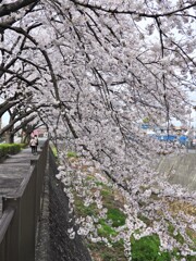 川に枝を伸ばす古木