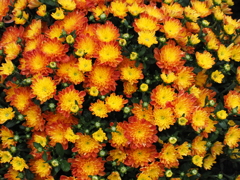 菊