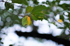 明るい単焦点ならでは