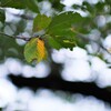 明るい単焦点ならでは