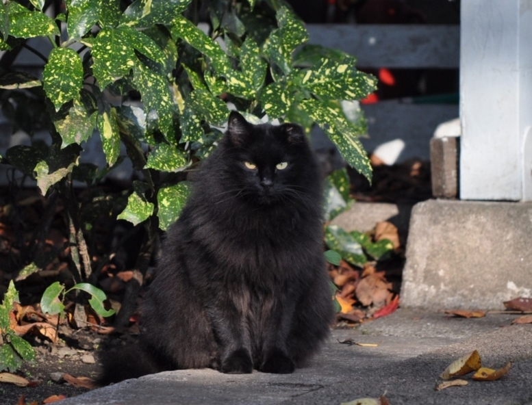 山手公園のノワール