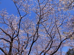 稲田公園の桜