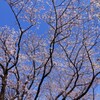 稲田公園の桜