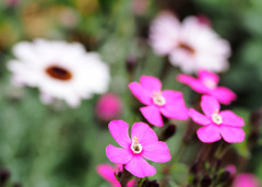 レッドキャンピオン