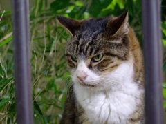 キジ姉さん（横浜「港の見える丘公園」霧笛橋組）