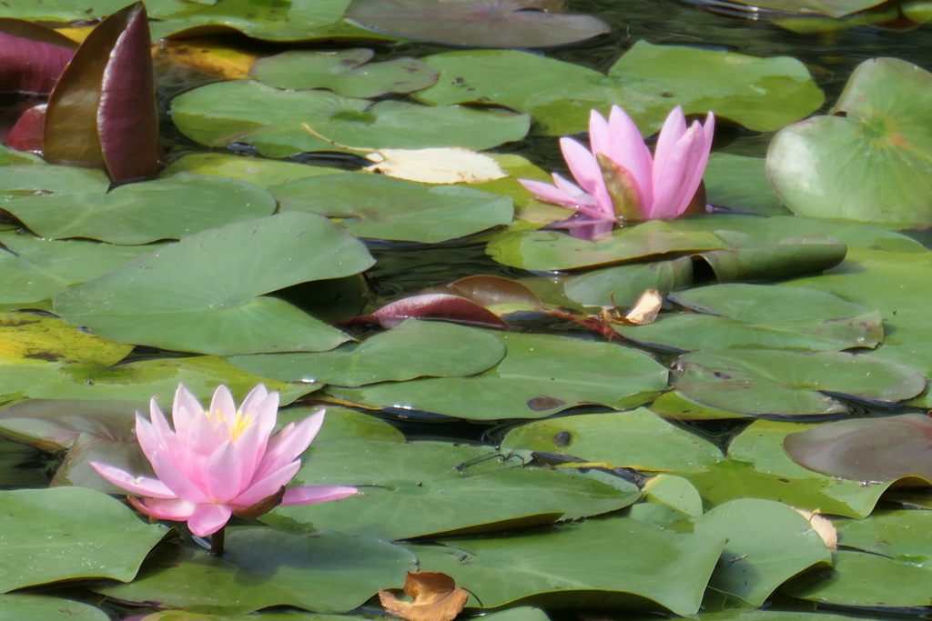 チンパンジー園のハスの花