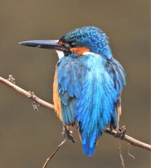 二羽目のカワセミ