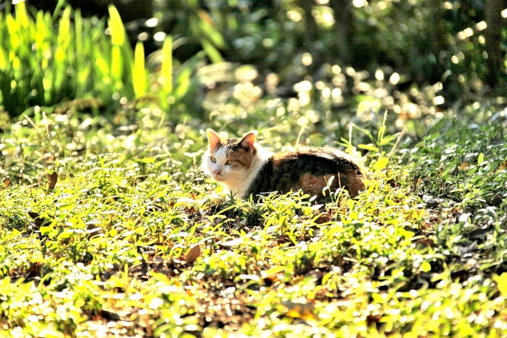 若草の萌える頃