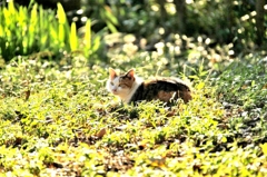 若草の萌える頃