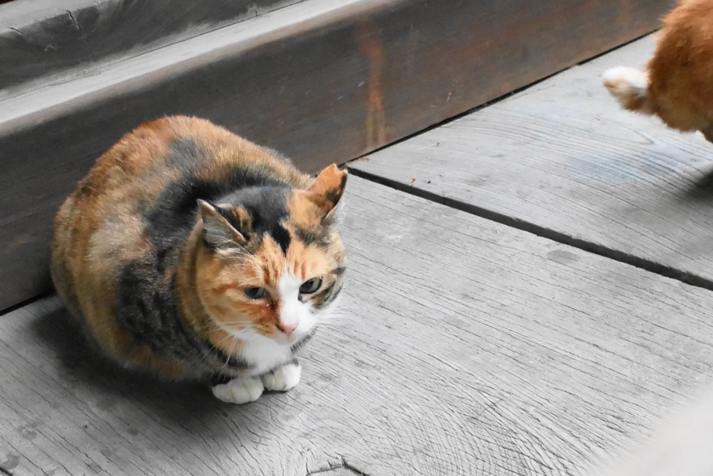 孤猫ちゃん