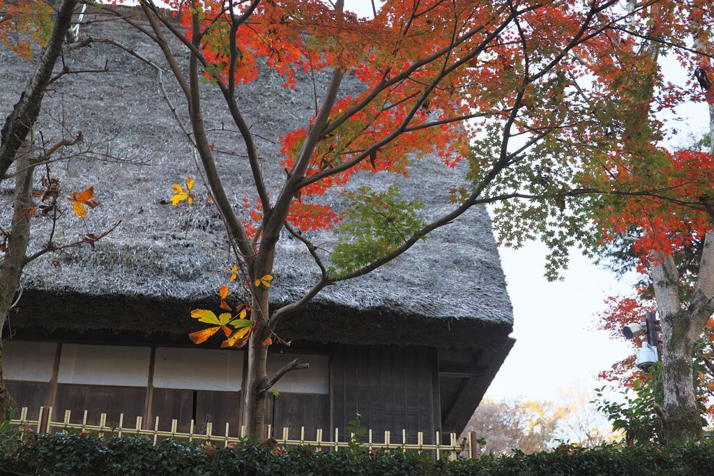 民家と紅葉