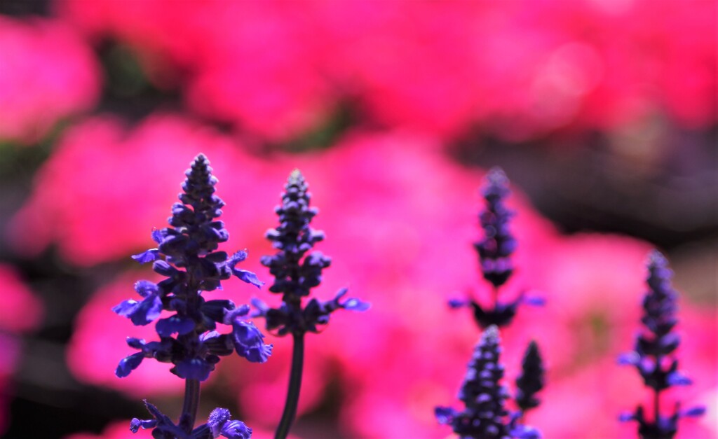 サルビア・ディビノラム