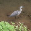 アオサギ