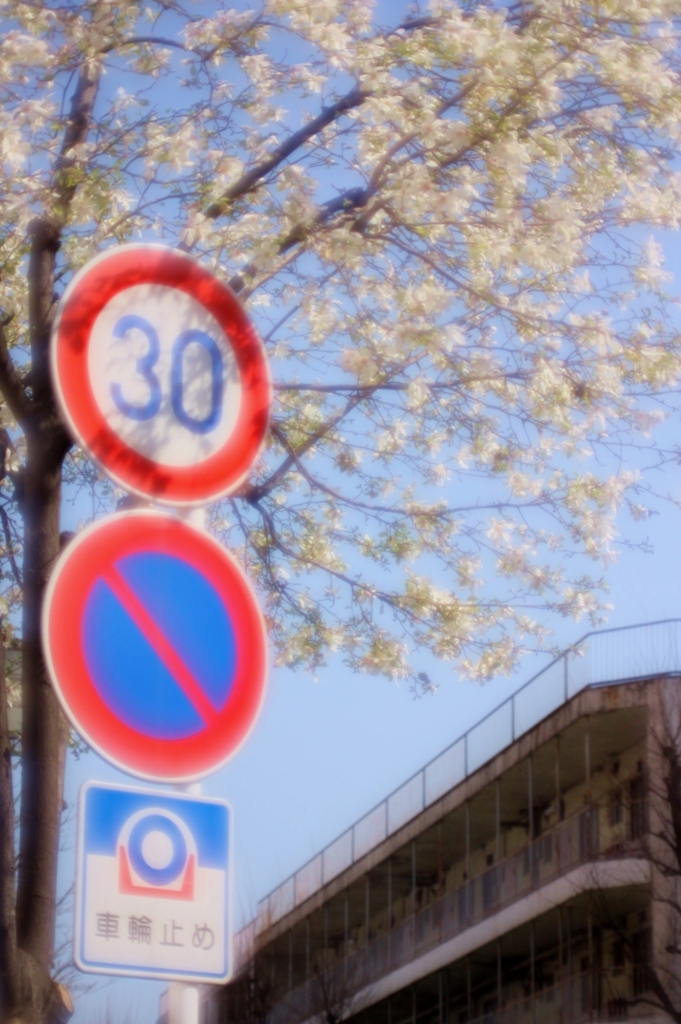 吉田町の桜