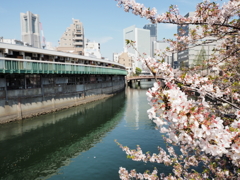 野毛都橋商店街と桜