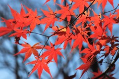 最期の紅葉