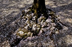 散ってなお咲く桜かな