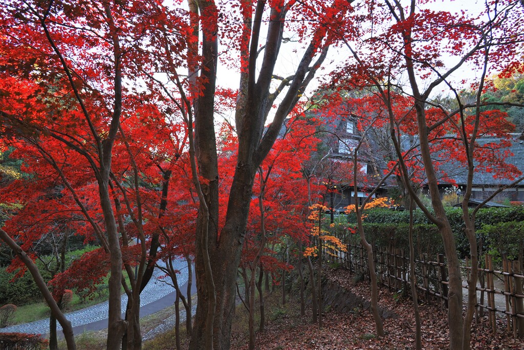民家と紅葉