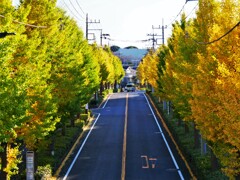 黄葉の並木道