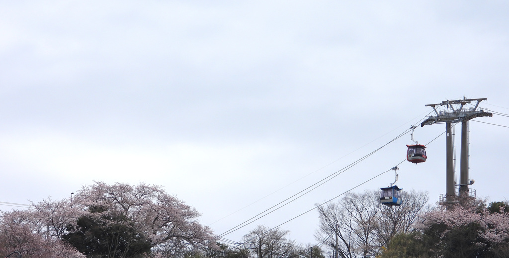 よみうり山も開花