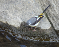 考えるキセキレイ