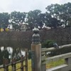 和田倉橋のハトさん