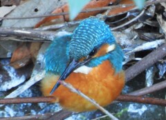 3羽目のカワセミ