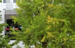 大イチョウ越しに