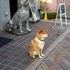 看板犬