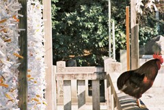 横から神鶏さん