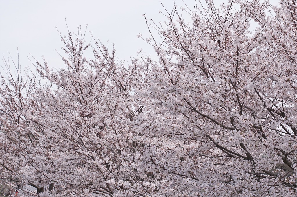 桜吹雪が楽しめそう