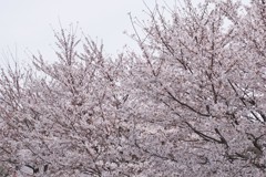 桜吹雪が楽しめそう