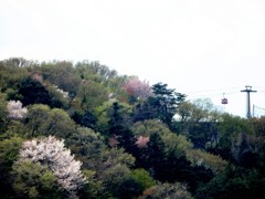 よみうりランド外苑の桜