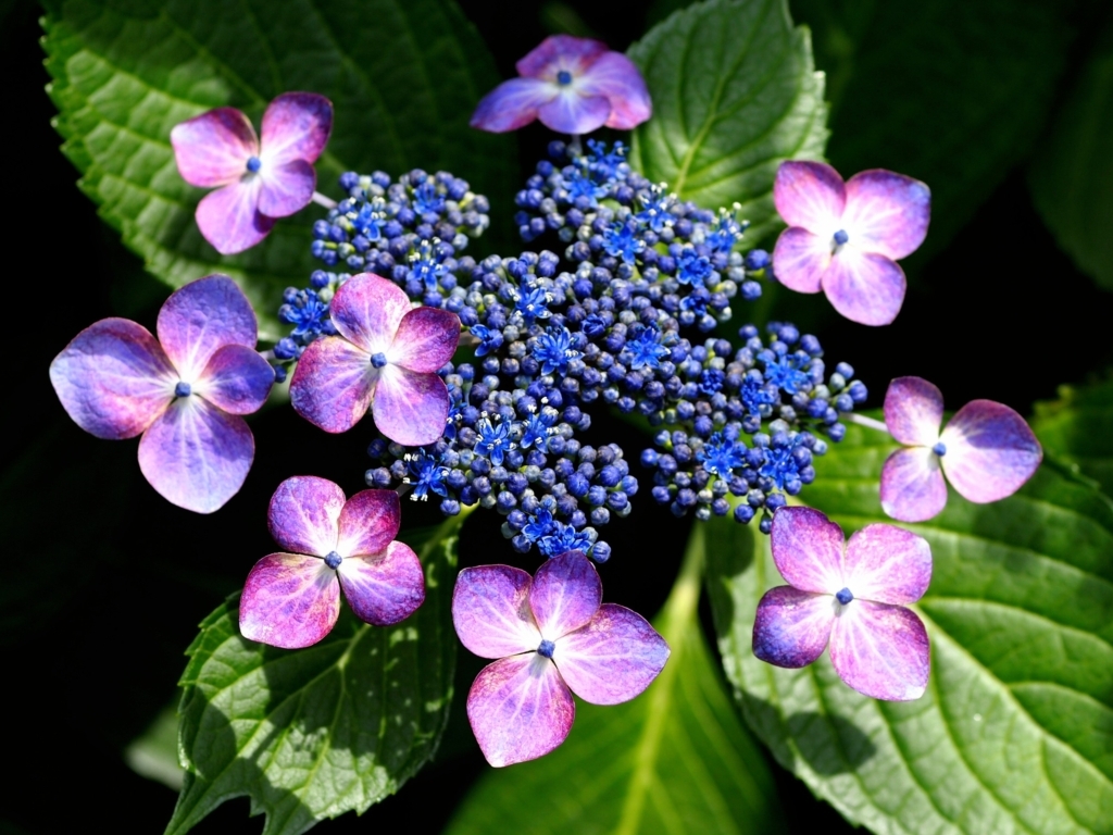 新宿御苑の紫陽花