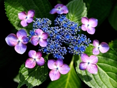 新宿御苑の紫陽花