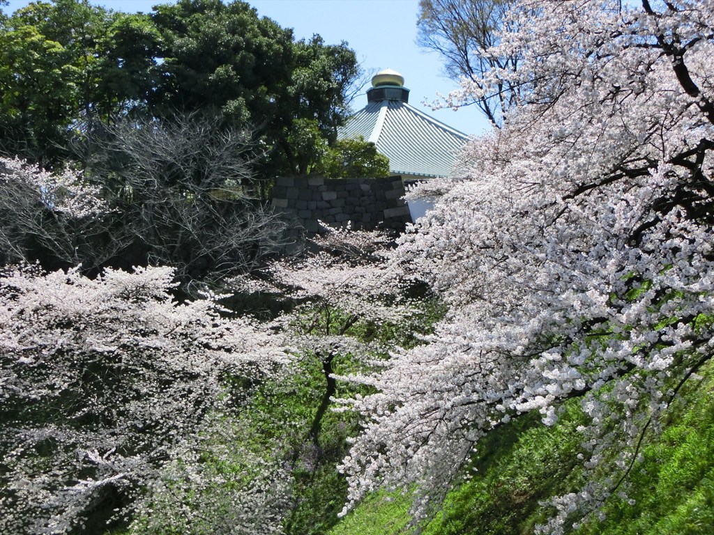 日本武道館と桜