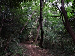 鬱蒼とした山道