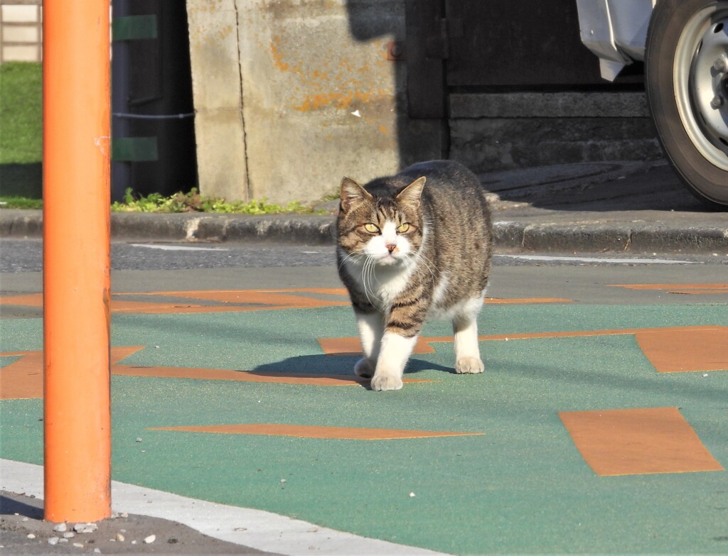 俺様の道路だ