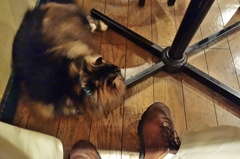 じゃまだってば