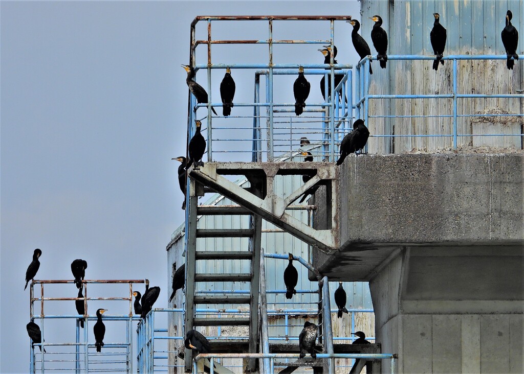 カワウ団地