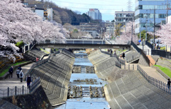 乙田川の桜並木