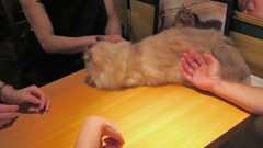 にゃんこサミット