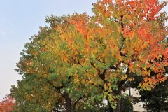 1週間後が紅葉のピーク