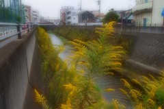 セイタカアワダチソウ