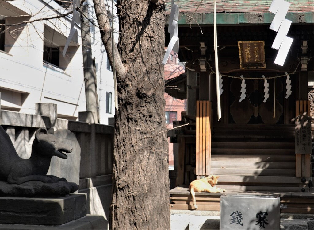 稲荷神社に猫